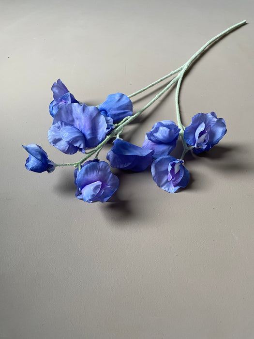 LATHYRUS STEM BLUE - Ærteblomst stilk blå