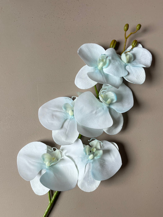ORCHID STEM DELICATE BLUE - Orkide stilke sart blå