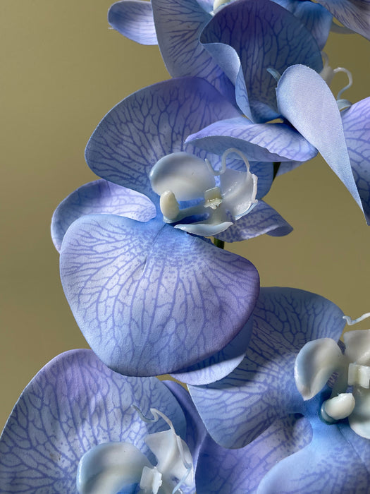ORCHID STEM BLUE LIGHT - Orkide gren lys blå