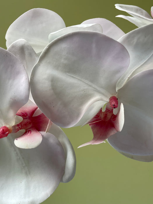 ORCHID STEM LIGHT PINK - Orkide stilk sart rosa