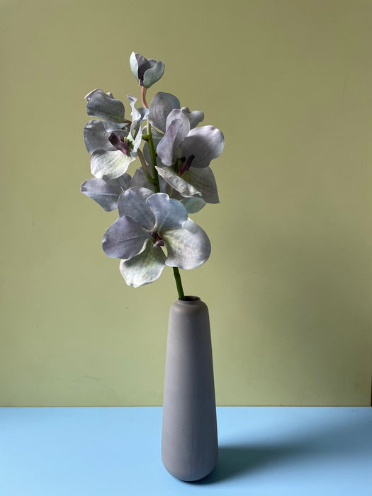 ORCHID STEM LAVENDEN  - Orkide stilk lavendel