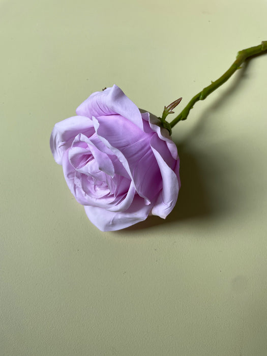 ROSE STEM LAVEND - Rose stilk lavedel