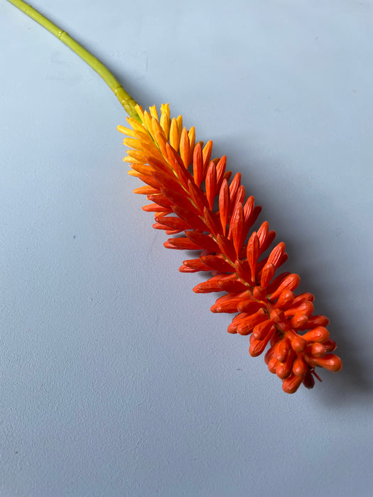 KNIPHOFIA STEM ORANGE - Kniphofia stilk orange