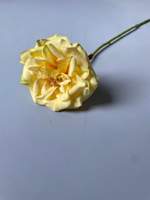 ROSE STEM YELLOW - Rose stilk pastel gul