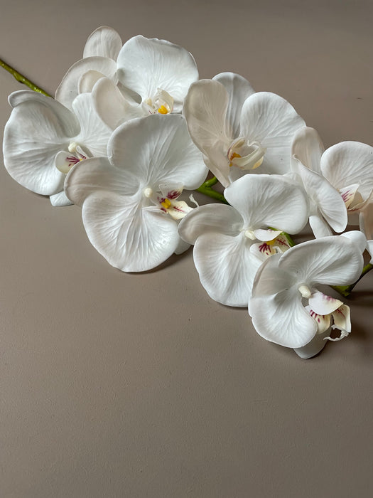 ORCHID STEM WHITE - Orkide gren hvid